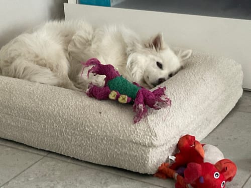 Customer photo review of Orthopaedic Memory Foam Bed