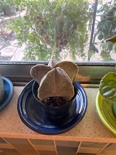 Customer photo review of Bishop's Cap Cactus | Astrophytum myriostigma