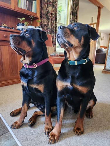 Customer photo review of Two Tone O Ring Collar - Waterproof BioThane® Custom Dog Collar