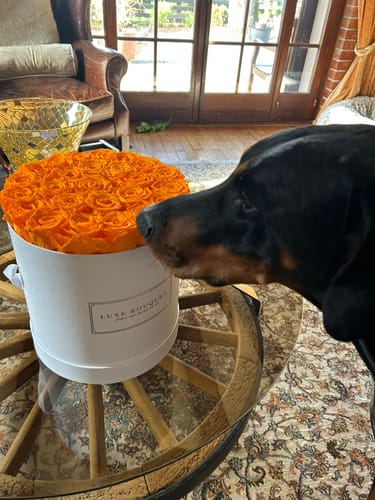 Customer photo review of Grand Luxe Bouquet Box - Orange Roses