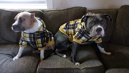 Customer photo review of Agression and Frustration Reduction - Dogs