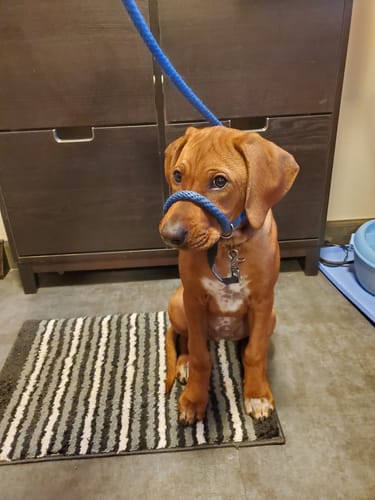 Customer photo review of Become Your Dog's Hero