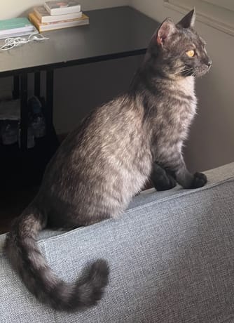 Avis photo d'un client sur Pâtée Chaton Sans Céréales - Truite