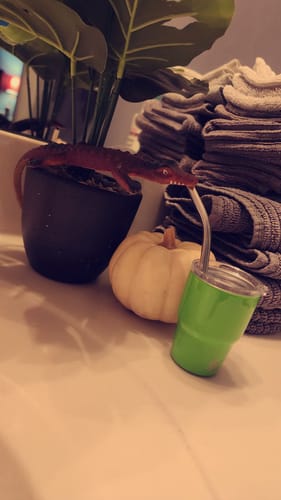 Customer photo review of 2oz Neon Green Curve Tumbler Shot