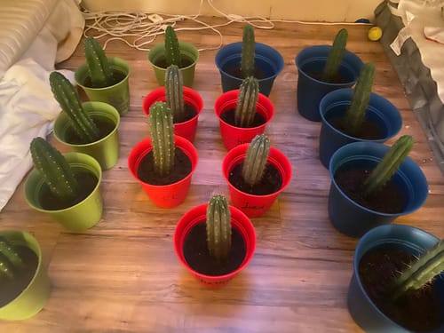 Customer photo review of Icaros DNA Peruvian Torch | Trichocereus Peruvianus Icaro