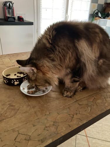 Avis photo d'un client sur Pâtée Chat Stérilisé Sans Céréales - Poulet