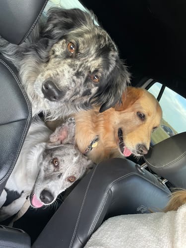 Customer photo review of Premium RGB+W Rock Lights