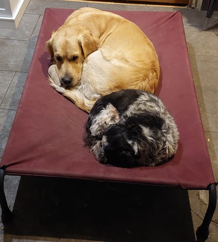 Customer photo review of HiK9 Bed with Mulberry Canvas Cover