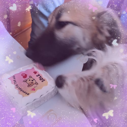 Customer photo review of Torta Per Cani Benvenuta Tra Noi Personalizzabile