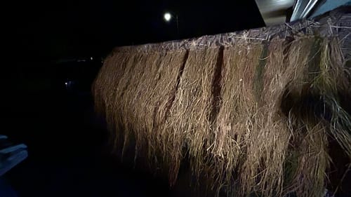 Customer photo review of Hunting Blind Raffia Grass (Pack)