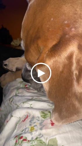 Customer video review of Chewy Ostrich Liver Stuffed Hoof. Long-lasting, Natural Dog Chew Treat by Savannah Pet Food