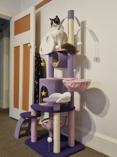 Customer photo review of Fantasy Series Climbing Frame Cat Tree - Dreamland (Height 165cm)