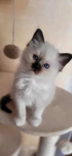 Avis photo d'un client sur Croquettes Chaton Sans Céréales - Poulet & Huile de Saumon