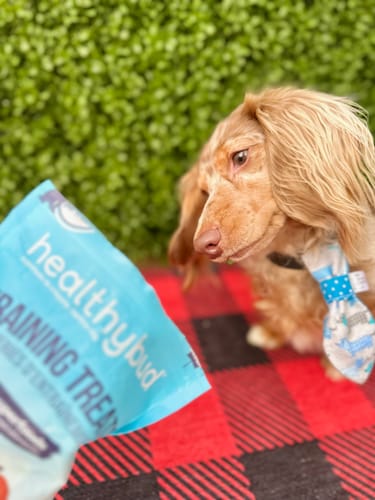 Customer photo review of Beef Mini Training Treats