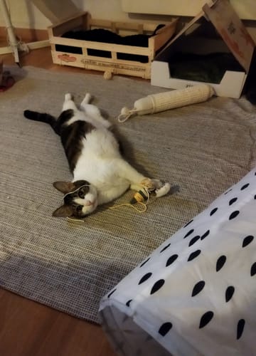Avis photo d'un client sur Croquettes Chat Sans Céréales 5kg - Saumon ou Poulet (2 x 2,5 kg)