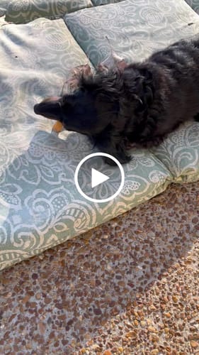 Customer video review of Mixed Bully Sticks 6" (1lb)