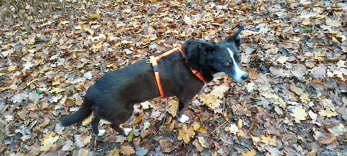 Customer photo review of Premium Hundegeschirr gepolstert | Kennfäden