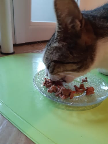 Avis photo d'un client sur Coffret Découverte Chat Adulte - 1kg Croquettes + 8 Pâtées + 3 Probiotiques