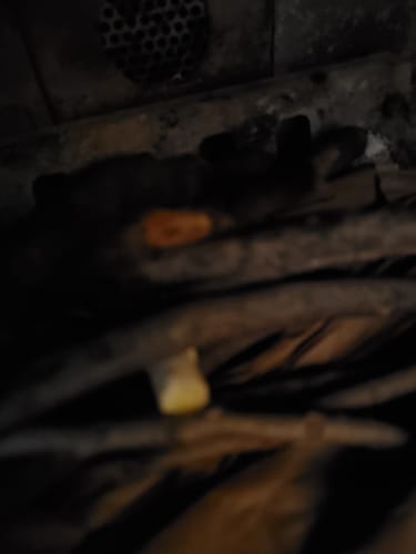 Customer photo review of Black Beard Fire Plugs (5 Bags)