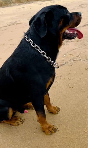 Customer photo review of Chain Dog Collar - Titan Ultra Heavy Chain Link