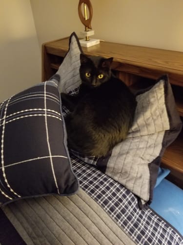 Customer photo review of Self-Cleaning Litter Box