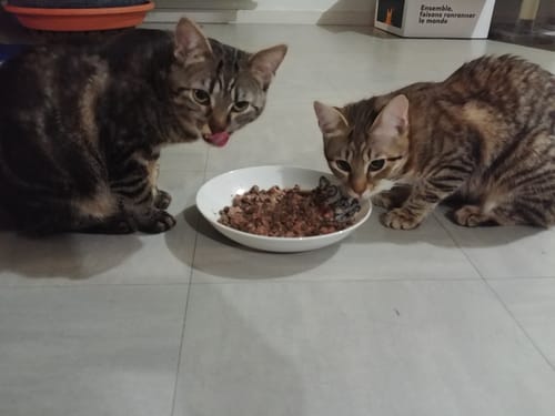 Avis photo d'un client sur Pâtée Chaton Sans Céréales - Boeuf