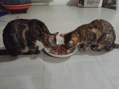 Avis photo d'un client sur Croquettes Chaton Sans Céréales - Poulet & Huile de Saumon