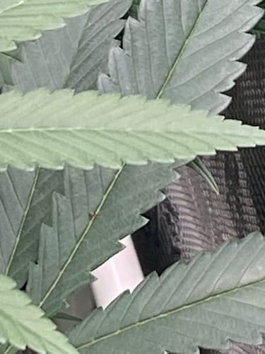 Customer photo review of Organishield