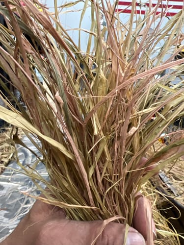 Customer photo review of Hunting Blind Raffia Grass (Pack)