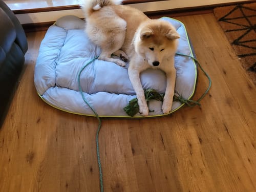 Customer photo review of PaWz Pet Cooling Sofa Bed