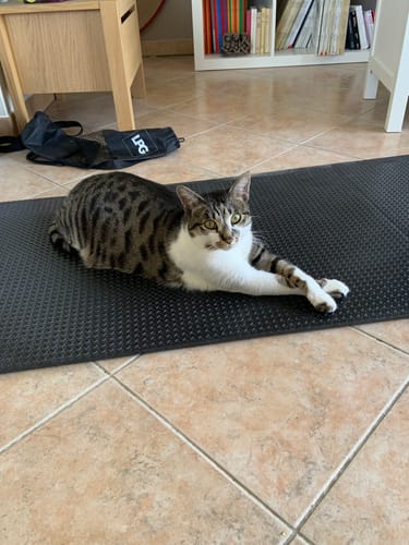 Avis photo d'un client sur Croquettes Chat Stérilisé Sans Céréales - Saumon