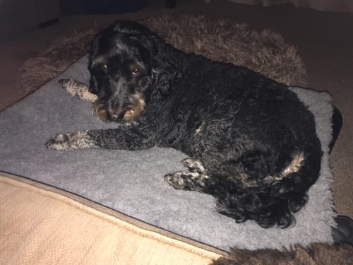 Customer photo review of 30% OFF Special Black Satin Mesh Bed