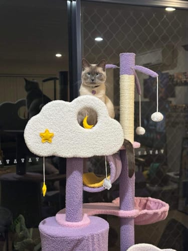 Customer photo review of Fantasy Series Climbing Frame Cat Tree - Dreamland (Height 165cm)
