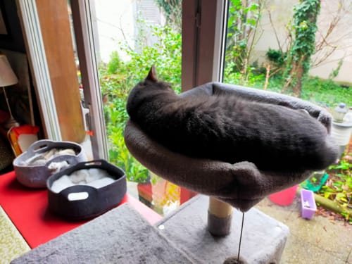 Avis photo d'un client sur Croquettes Chat Stérilisé Sans Céréales - Poulet