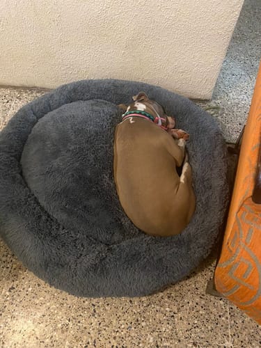 Customer photo review of Cama Antiestrés Para Perros
