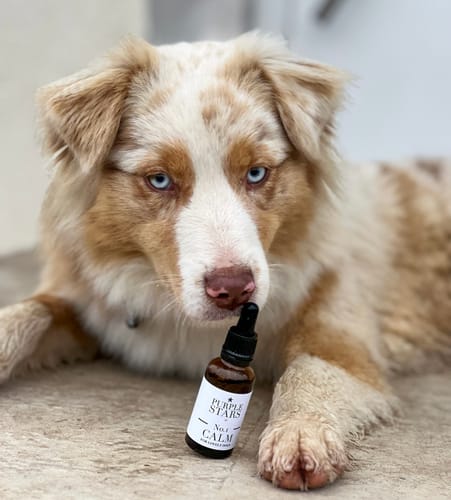 Customer photo review of No.1 CALM – NATÜRLICHES BERUHIGUNGSMITTEL HUNDE