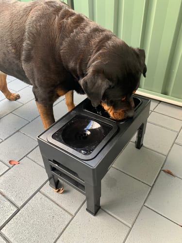 Customer photo review of PaWz Raised Pet Feeder with No-Spill Slow Feeder Bowl