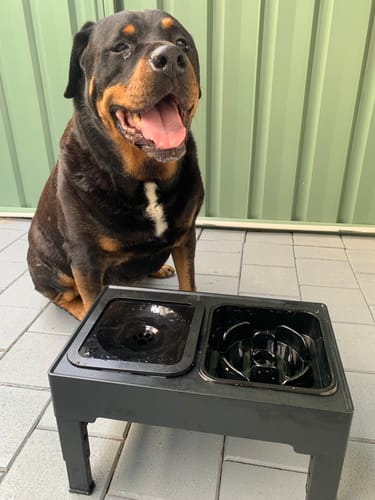 Customer photo review of PaWz Raised Pet Feeder with No-Spill Slow Feeder Bowl