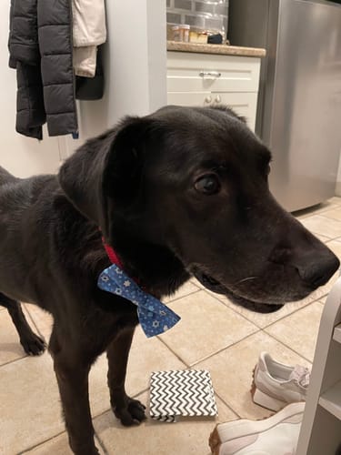 Elizabeth T. review of Light Blue Hanukkah Bow for Dog Collar and Cat Collar image 1 out of 1