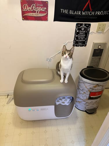 Customer photo review of Self-Cleaning Litter Box