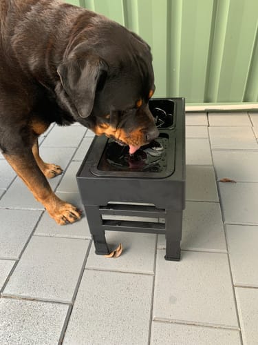 Customer photo review of PaWz Raised Pet Feeder with No-Spill Slow Feeder Bowl