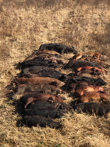 Customer photo review of Pig Brig Trap System