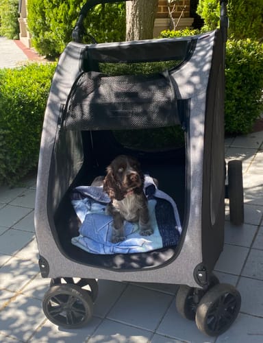 Customer photo review of PaWz Pet Stroller 4 Wheel