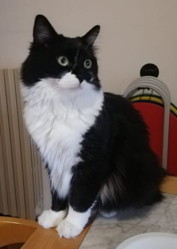 Customer photo review of Crocchette gatto formula Pollo e Mirtilli