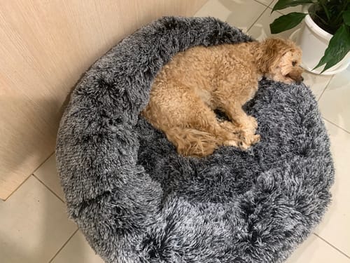 Customer photo review of PaWz Removable Cover Calming Pet Bed