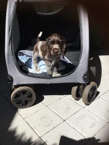 Customer photo review of PaWz Pet Stroller 4 Wheel