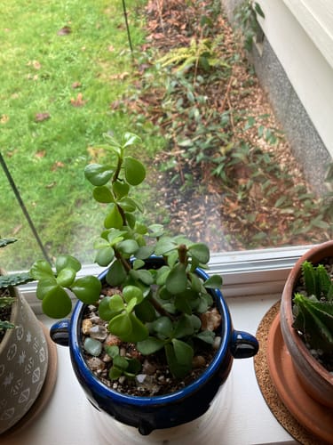Customer photo review of Elephant Bush | Portulacaria afra