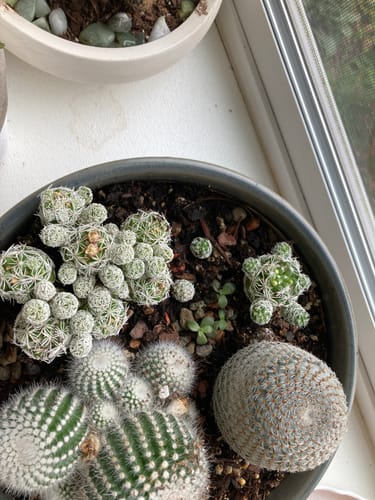 Customer photo review of Thimble Cactus | Mammillaria gracilis fragilis