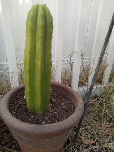Customer photo review of San Pedro Cactus | Echinopsis (Trichocereus) pachanoi