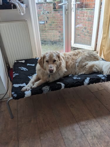 Customer photo review of HiK9 Bed with Black Mesh Cover